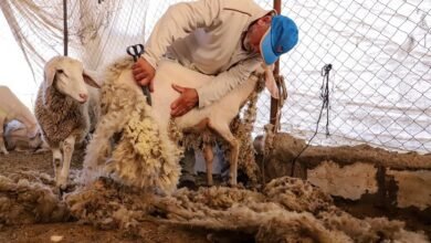 جز صوف الغنم