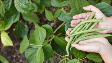 شل زراعة الفاصوليا