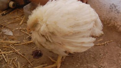 كوكسيديا الدواجن