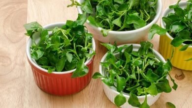 زراعة الجرجير في المنزل