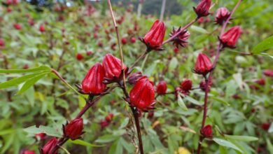 زراعة الكركديه