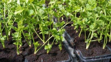 زراعة البقدونس