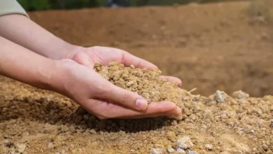 الزراعة في الرمل