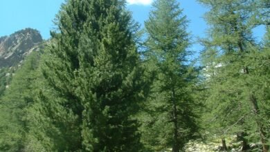 حماية الأشجار من الرياح