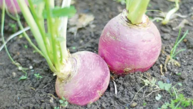 زراعة اللفت