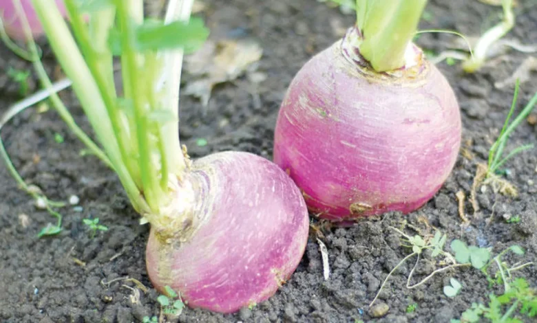 زراعة اللفت