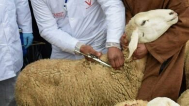تلقيح الأغنام