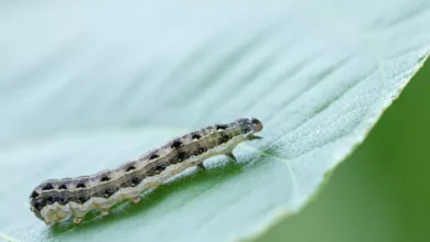 التخلص من دود الأرض