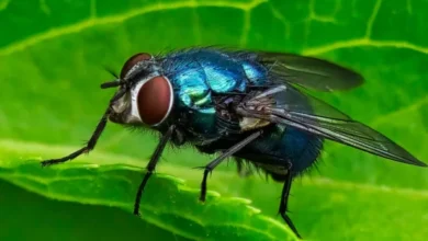 التخلص من الذباب في الحظائر