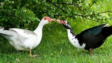 الفرق بين البط المسكوفي والمولار