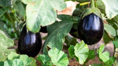 زراعة الباذنجان