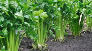 زراعة الكرفس