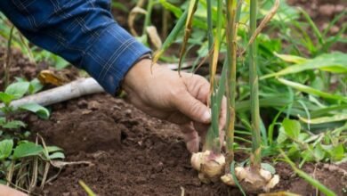 زراعة الزنجبيل في مصر