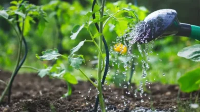 ري النباتات