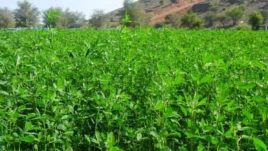 زراعة البرسيم