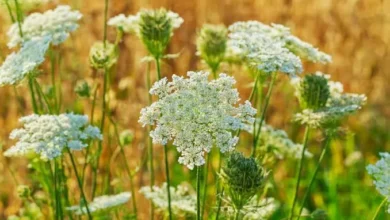 زراعة الكراوية