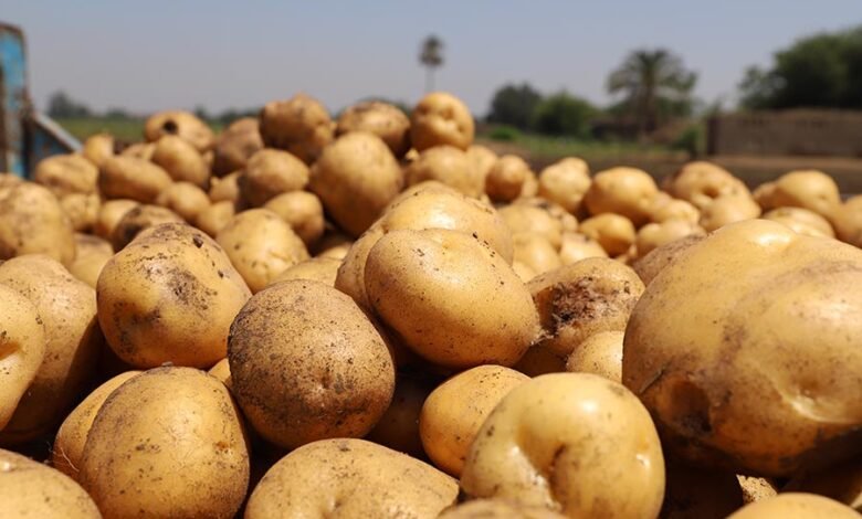 جدول تسميد البطاطس 2026