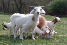 عمر حمل الماعز