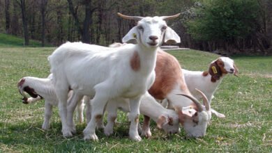 عمر حمل الماعز