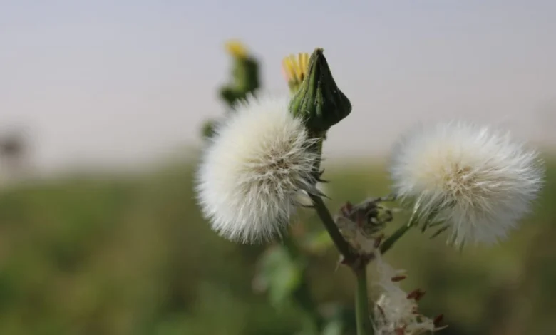 الفرق بين السريس والجعضيض