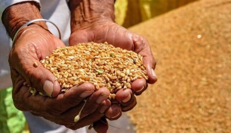 سعر أردب القمح 2026