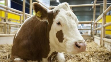 طريقة ذبح العجول بشكل صحيح