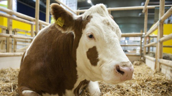 طريقة ذبح العجول بشكل صحيح