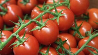 سعر كيلو الطماطم في مصر اليوم