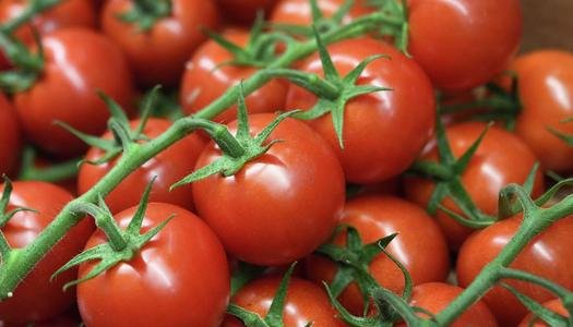 سعر كيلو الطماطم في مصر اليوم