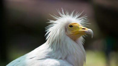 سعر النسر في مصر 2026