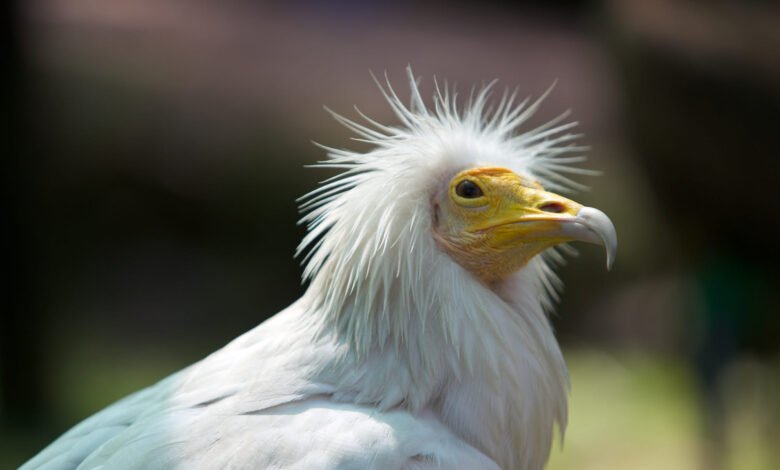 سعر النسر في مصر 2026