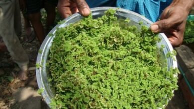 سعر طن الأزولا المجفف 2026