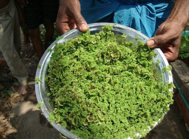 سعر طن الأزولا المجفف 2026