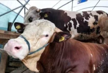 أسعار عجول البقر اليوم الأربعاء