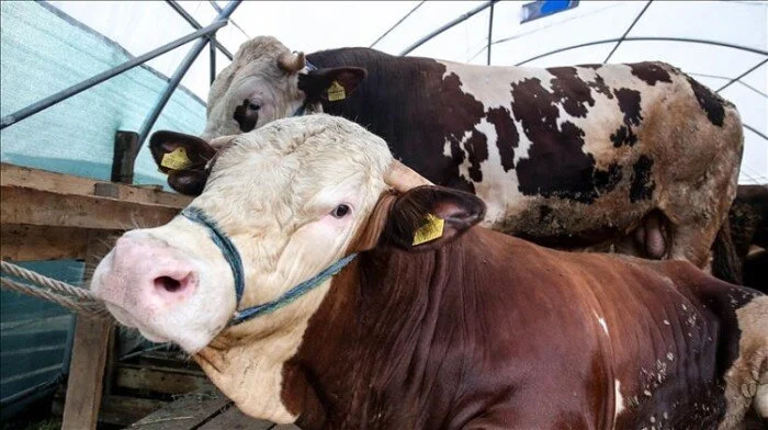 أسعار عجول البقر اليوم الأربعاء