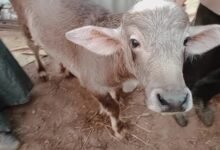 علامات عشر الجاموس البكر