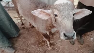 علامات عشر الجاموس البكر