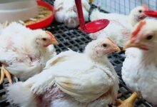 وزن الفراخ البيضاء عمر 22 يوم