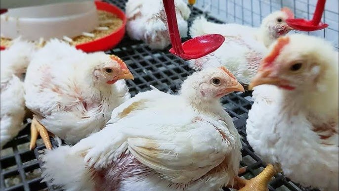 وزن الفراخ البيضاء عمر 22 يوم