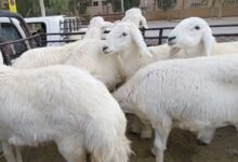 الفرق بين الغنم الحري والحبص