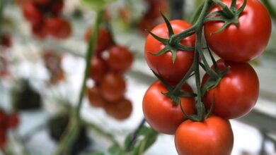 سعر كيلو الطماطم اليوم