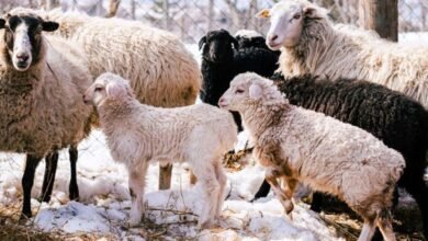 تفسير رؤية الغنم في المنام