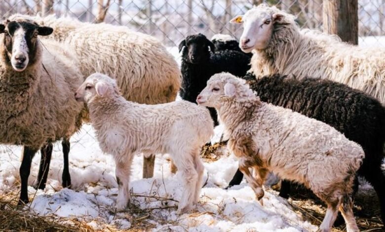 تفسير رؤية الغنم في المنام