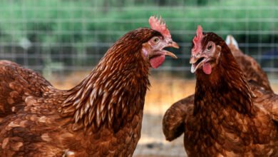 سعر كيلو الفراخ الساسو اليوم