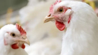 سعر كيلو الفراخ البيضاء اليوم الأربعاء