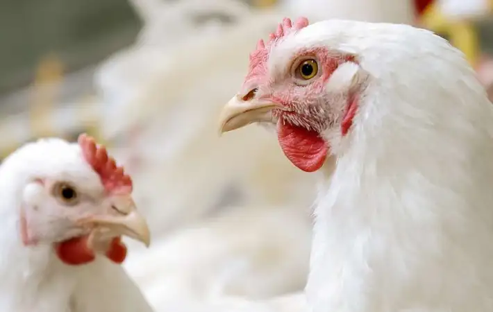 سعر كيلو الفراخ البيضاء اليوم الأربعاء