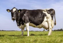 سعر البقرة الحلوب في مصر 2026