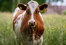 الفرق بين البقر والجاموس