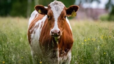 الفرق بين البقر والجاموس