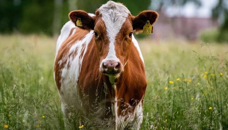 الفرق بين البقر والجاموس